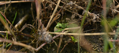 Hyla flaviventris
