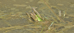 Hyla flaviventris