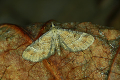 Eupithecia simpliciata