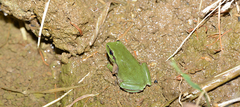 Hyla flaviventris