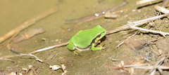 Hyla flaviventris