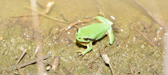 Hyla flaviventris