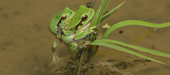 Hyla flaviventris