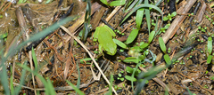 Hyla flaviventris