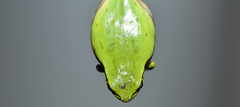 Hyla flaviventris