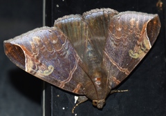 Pindara illibata