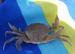Liocarcinus