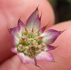 Alepidea natalensis