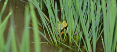 Hyla flaviventris