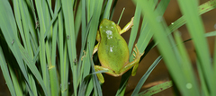 Hyla flaviventris