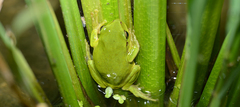 Hyla flaviventris