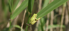 Hyla flaviventris