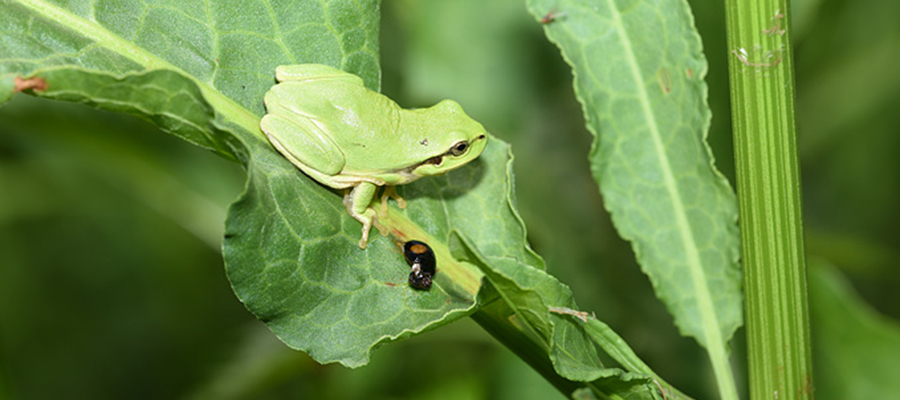 Yellow-Bellied Treefrog