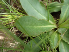 Alepidea natalensis