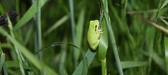 Hyla flaviventris
