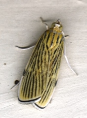 Tyspanodes linealis