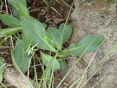 Alepidea natalensis