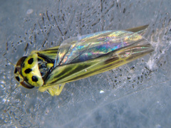 Eupterycyba jucunda