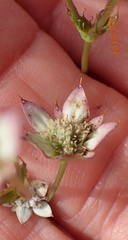 Alepidea natalensis
