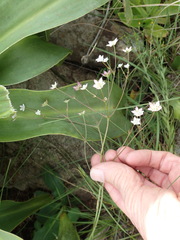 Alepidea natalensis