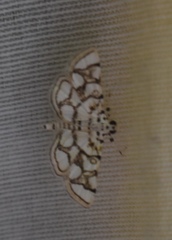 Elophila scitalis