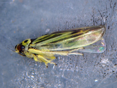 Eupterycyba jucunda