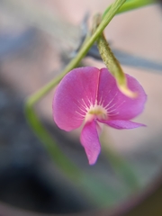 Tephrosia capensis capensis