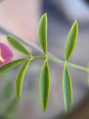 Tephrosia capensis capensis