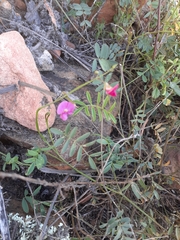Tephrosia capensis capensis