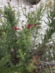 Scrophularia cretacea