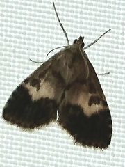 Udea hamalis