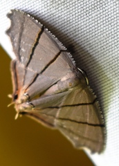 Orudiza protheclaria