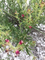 Scrophularia cretacea