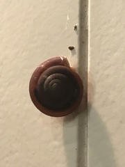 Quantula
