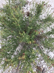 Scrophularia cretacea