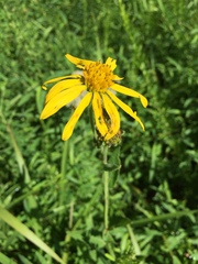 Verbesina helianthoides