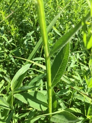 Verbesina helianthoides