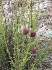 Scrophularia cretacea