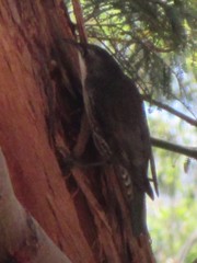 Cormobates leucophaea