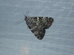 Catocala lineella