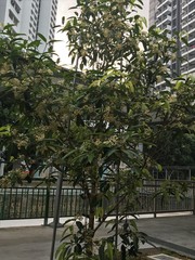 Calophyllum soulattri