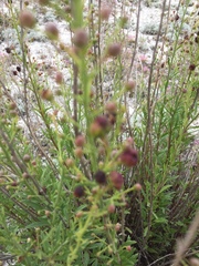 Scrophularia cretacea