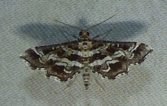 Diasemiopsis leodocusalis