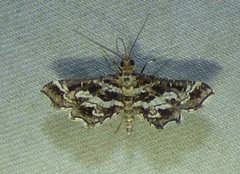 Diasemiopsis leodocusalis