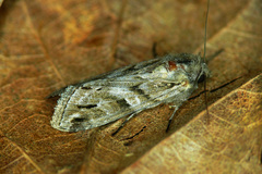 Cucullia fraudatrix