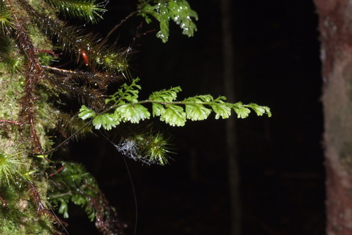 Hymenophyllum deplanchei observed 2020-07-19