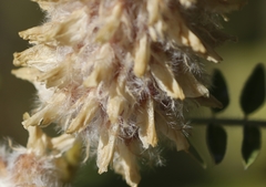 Astragalus alopecurus