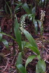 Calanthe hololeuca