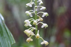 Calanthe hololeuca