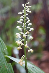 Calanthe hololeuca